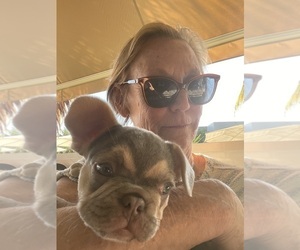 French Bulldog Dog Breeder near GRAND RAPIDS, MI, USA