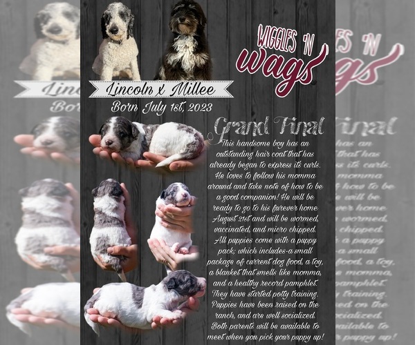 Medium Photo #7  Breeder Profile in PRAIRIE VIEW, KS, USA