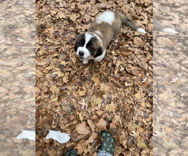 Medium Photo #1  Breeder Profile in SAINT LOUIS, MO, USA