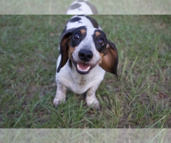 Medium Photo #1  Breeder Profile in LIZELLA, GA, USA