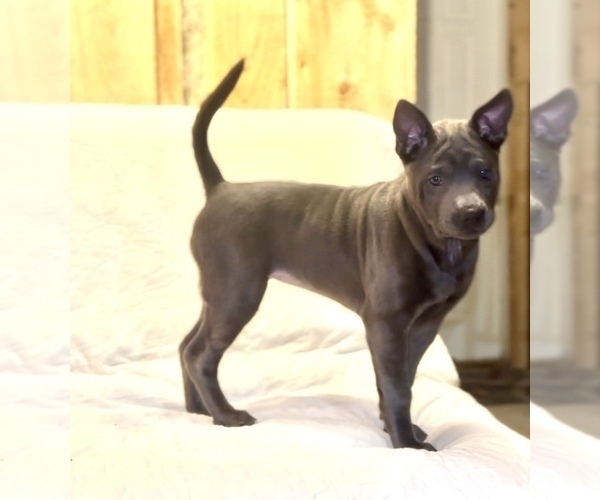 Medium Photo #13  Breeder Profile in POTSDAM, NY, USA
