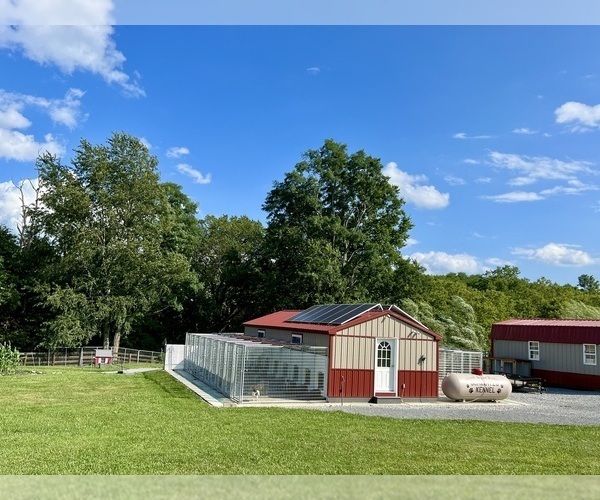 Medium Photo #1  Breeder Profile in EWING, KY, USA