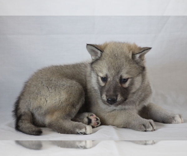 Medium Photo #5  Breeder Profile in SAINT IGNATIUS, MT, USA