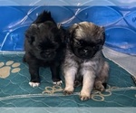 Small #4 Breeder Profile image
