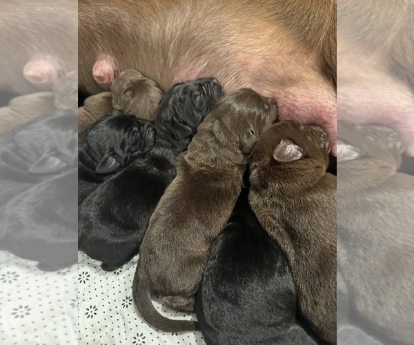 Medium Photo #4  Breeder Profile in BILLINGS, MT, USA