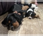 Small Photo #25  Breeder Profile in WAXAHACHIE, TX, USA