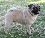 Small Photo #1  Breeder Profile in ORRVILLE, OH, USA