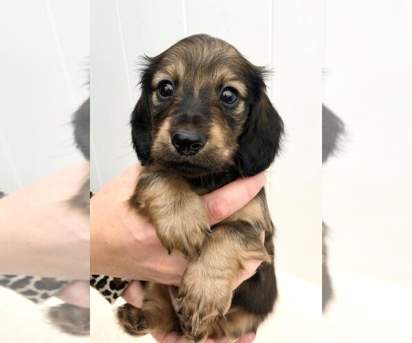 Medium Photo #1  Breeder Profile in RIALTO, CA, USA