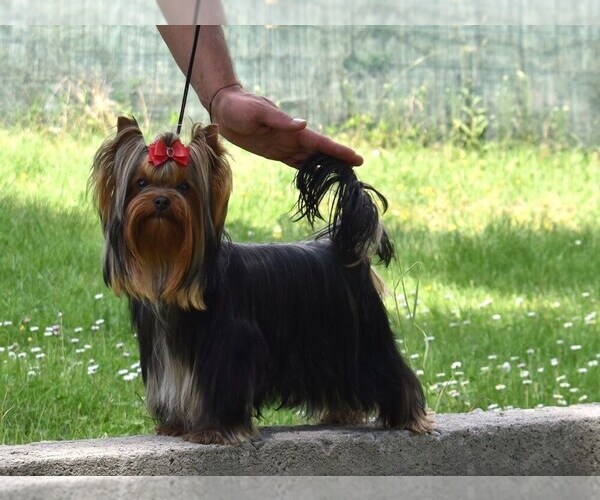 Medium Photo #27  Breeder Profile in SCHAUMBURG, IL, USA