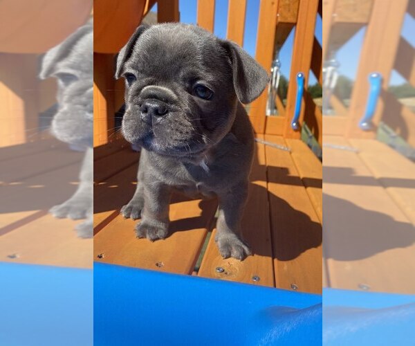 Medium Photo #5  Breeder Profile in MADISON, AL, USA