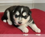 Small #4 Breeder Profile image