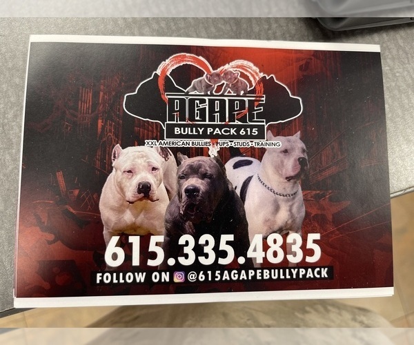 Medium Photo #1  Breeder Profile in NASHVILLE, TN, USA