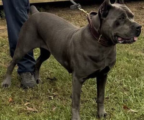 Medium Photo #12  Breeder Profile in DAYTON, TX, USA
