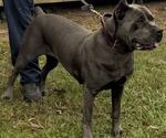 Small #11 Breeder Profile image