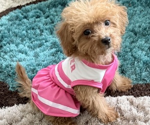 Poodle (Toy) Dog Breeder near ORMOND BEACH, FL, USA