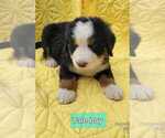 Small #12 Breeder Profile image