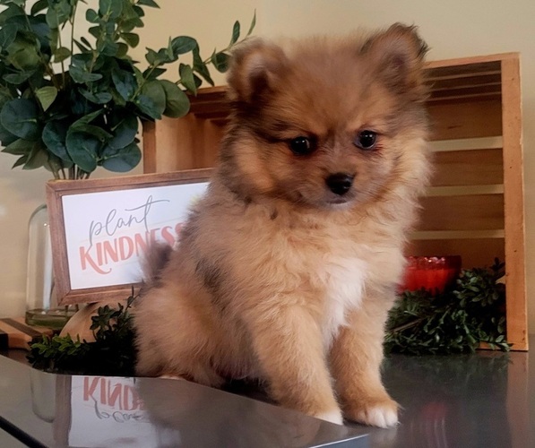 Medium Photo #6  Breeder Profile in ORRVILLE, OH, USA