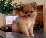 Small Photo #6  Breeder Profile in ORRVILLE, OH, USA