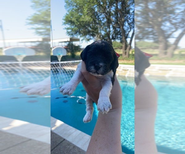 Medium Photo #2  Breeder Profile in STEPHENVILLE, TX, USA