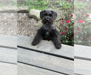 Schnauzer (Miniature) Dog Breeder near PIKETON, OH, USA