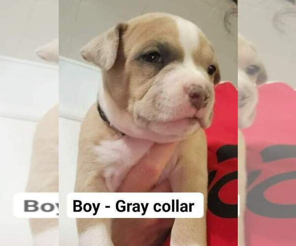 Medium Photo #1  Breeder Profile in APPLETON, WI, USA