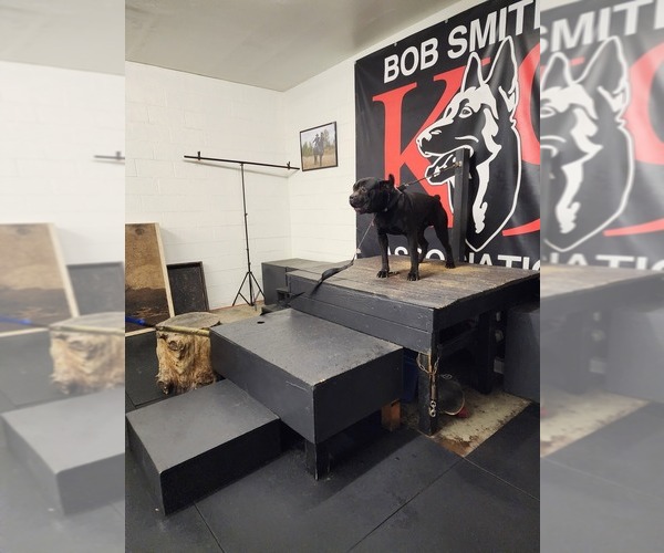 Medium Photo #4  Breeder Profile in RENTON, WA, USA