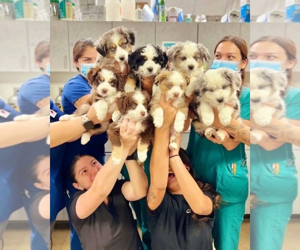 Medium Photo #8  Breeder Profile in MONTEREY, CA, USA