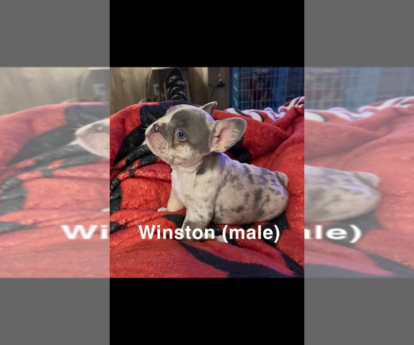 Medium Photo #1  Breeder Profile in GARFIELD, AR, USA