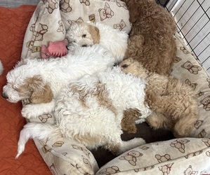 Goldendoodle Dog Breeder near HONEY GROVE, TX, USA