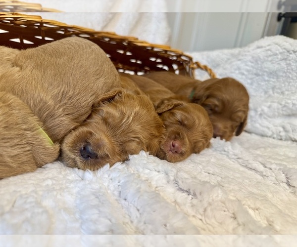 Medium Photo #3  Breeder Profile in DELAND, FL, USA