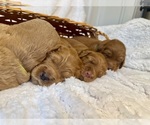 Small #2 Breeder Profile image