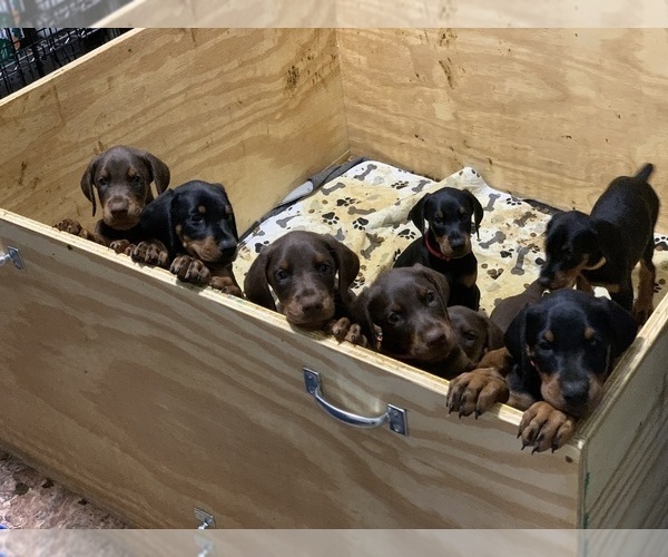 Medium Photo #2  Breeder Profile in PROSPERITY, SC, USA
