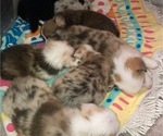 Small #1 Breeder Profile image