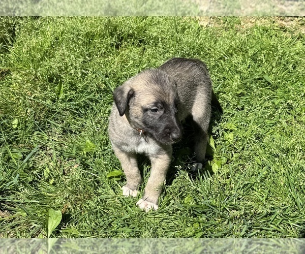 Medium Photo #4  Breeder Profile in HUSTONVILLE, KY, USA