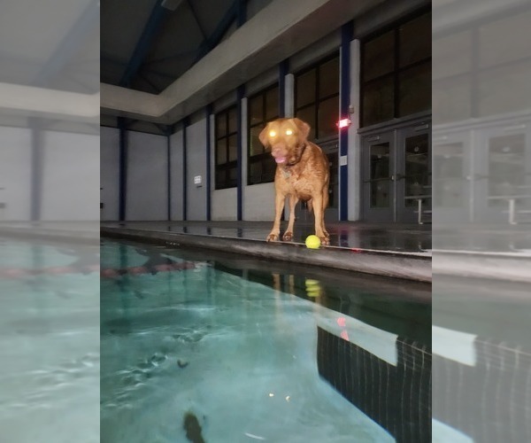 Medium Photo #47  Breeder Profile in BUFFALO, NY, USA