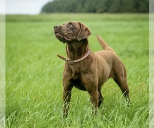 Labrador Retriever Dog Breeder in COMER,  USA