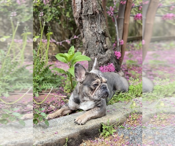 Medium Photo #1  Breeder Profile in HBG, PA, USA
