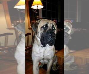 Main photo of Mastiff Dog Breeder near BLACKBIRD, DE, USA