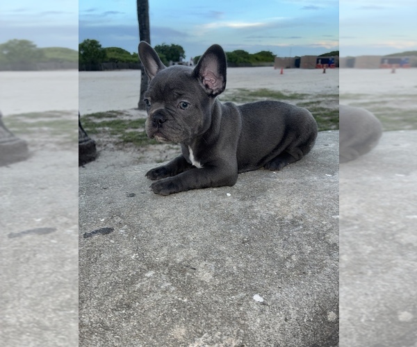 Medium Photo #5  Breeder Profile in MIAMI, FL, USA