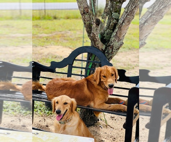 Medium Photo #1  Breeder Profile in MILTON, FL, USA