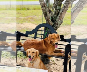 English Cream Golden Retriever-Poodle (Standard) Mix Dog Breeder near MILTON, FL, USA
