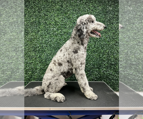 Medium Photo #13  Breeder Profile in DALY CITY, CA, USA