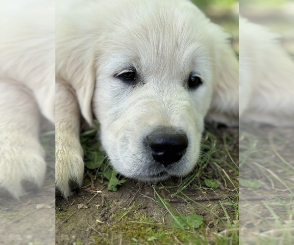 Medium Photo #11  Breeder Profile in WHITE HOUSE, TN, USA