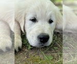 Small #10 Breeder Profile image