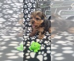 Small #267 Breeder Profile image
