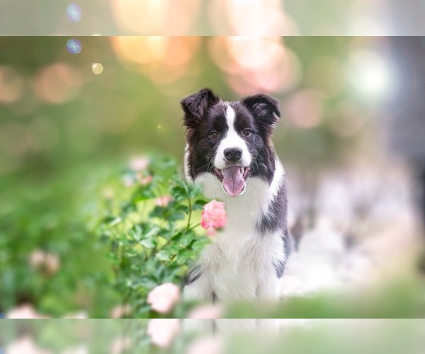 Medium Photo #1  Breeder Profile in BRYANTOWN, MD, USA