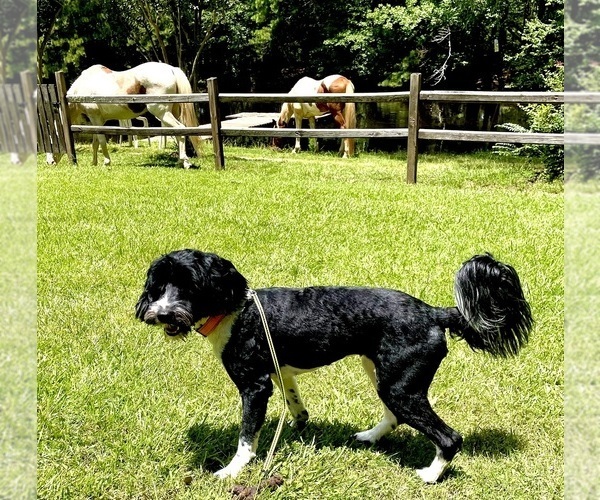 Medium Photo #35  Breeder Profile in BAYTOWN, TX, USA