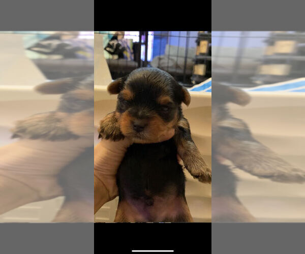 Medium Photo #1  Breeder Profile in TROY, MI, USA