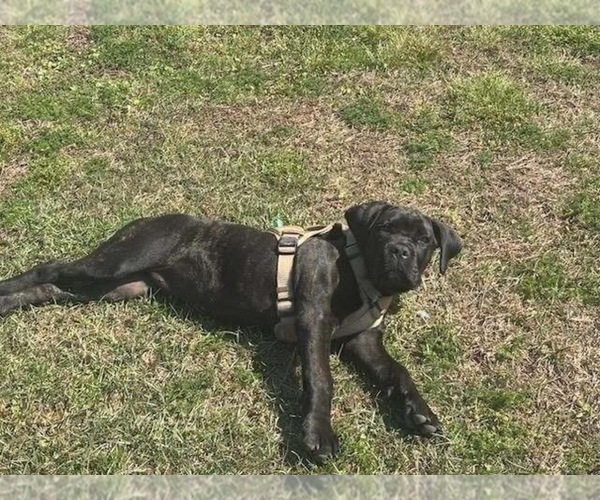 Medium Photo #12  Breeder Profile in PONSFORD, MN, USA