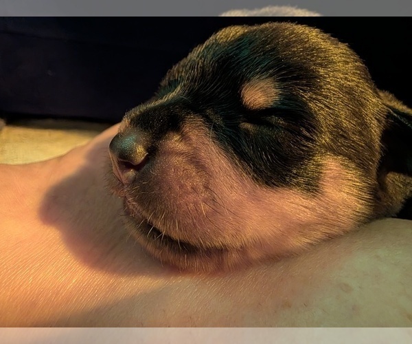 Medium Photo #8  Breeder Profile in CANDIA, NH, USA